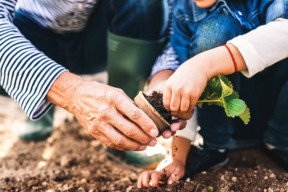 Adult and child planting a strawberry plant together at Heartland Ranch.