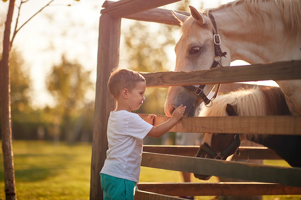 A small child petting a horse at Heartland Ranch - Animal Assisted Therapy.
